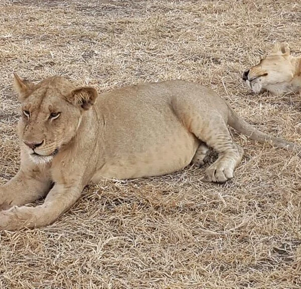 Mikumi National Park wildlife and savanna landscape
