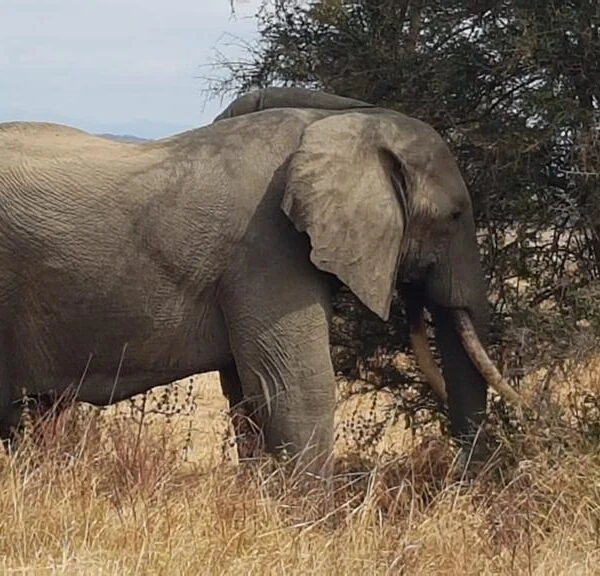 Wildlife safari experience in Mikumi National Park