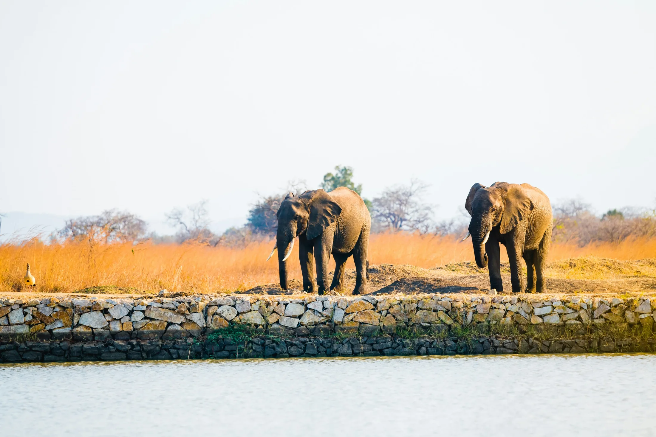 Elephants in the grassland near water in Mikumi National Park