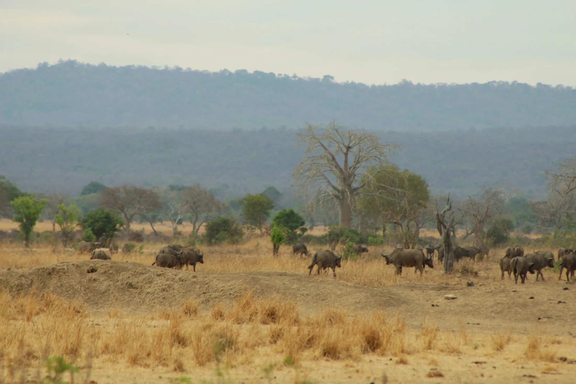 Wildlife across the dry savanna and hills of Mikumi National Park