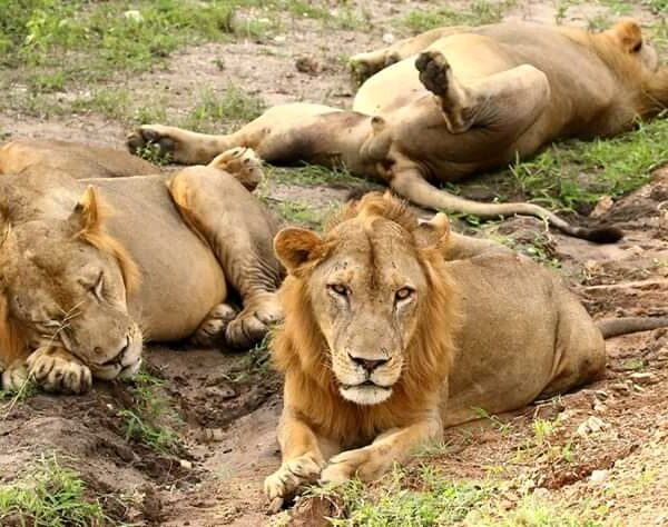 Day Safari Selous Game Reserve From Zanzibar Flights, 42% OFF